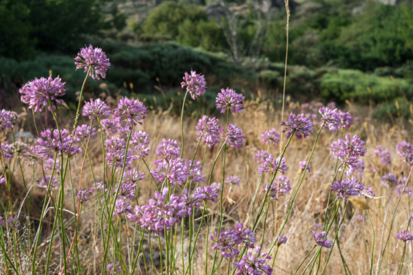 Allium lusitanicum – Image 3