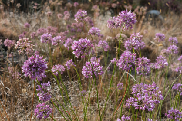 Allium lusitanicum