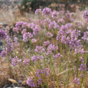 Ail des montagnes / Allium lusitanicum