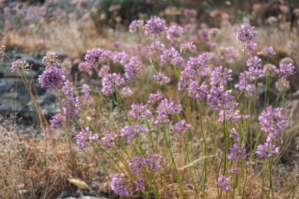 Allium lusitanicum – Image 2