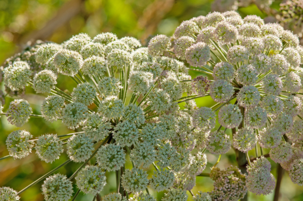 Angelica sylvestris / Angélique des bois – Image 3