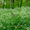 Anthriscus sylvestris / Cerfeuil des prés – Image 3