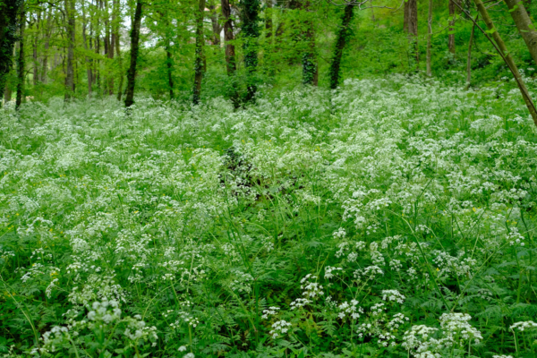 Anthriscus sylvestris – Image 3