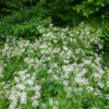 Anthriscus sylvestris / Cerfeuil des prés – Image 2