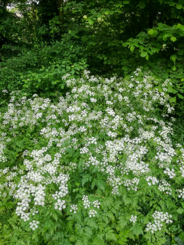 Anthriscus sylvestris – Image 2