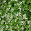 Anthriscus sylvestris / Cerfeuil des prés