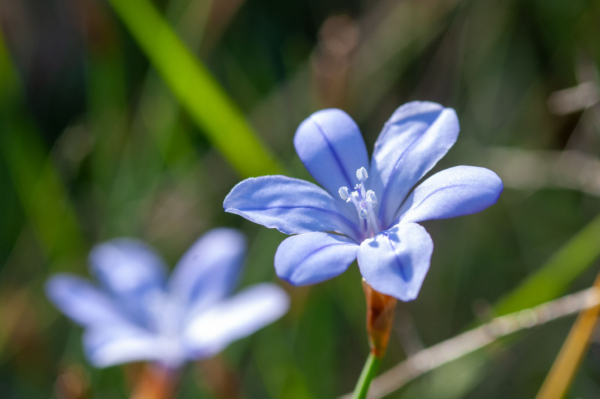 Aphyllanthes monspeliensis – Image 2