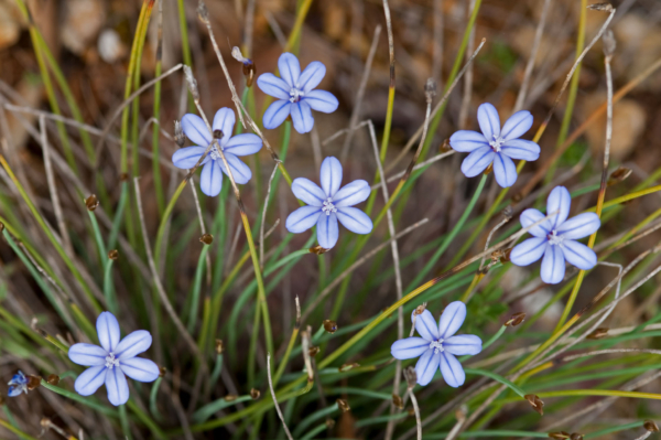 Aphyllanthes monspeliensis