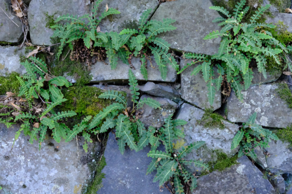 Asplenium ceterach – Image 6