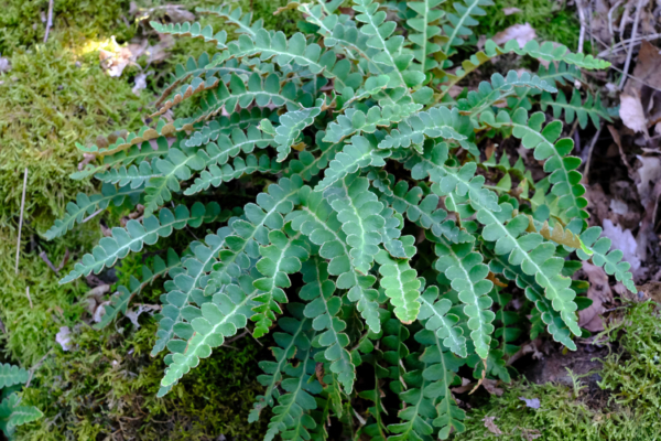 Asplenium ceterach