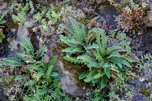 Asplenium ceterach – Image 5