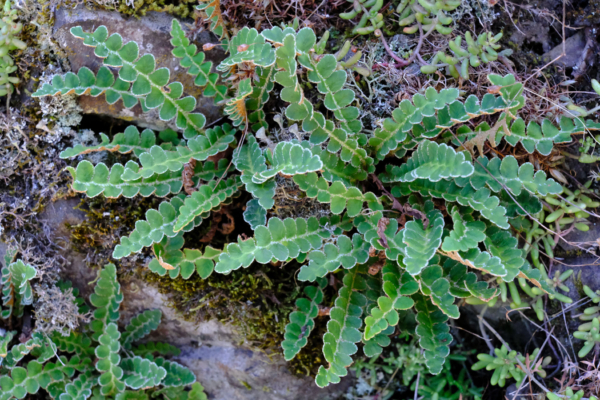 Asplenium ceterach – Image 4