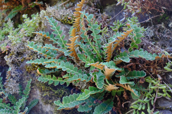 Asplenium ceterach – Image 3