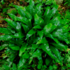 Asplenium scolopendrium – Image 4