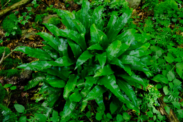 Asplenium scolopendrium – Image 4