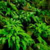 Asplenium scolopendrium – Image 3