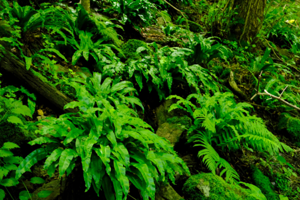 Asplenium scolopendrium – Image 3