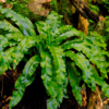 Asplenium scolopendrium