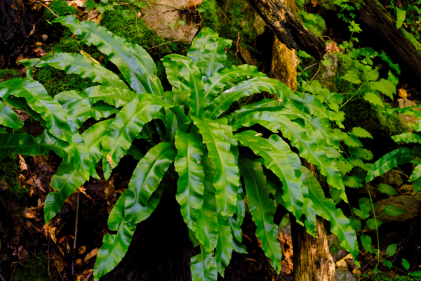 Asplenium scolopendrium