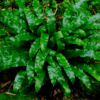 Asplenium scolopendrium – Image 2
