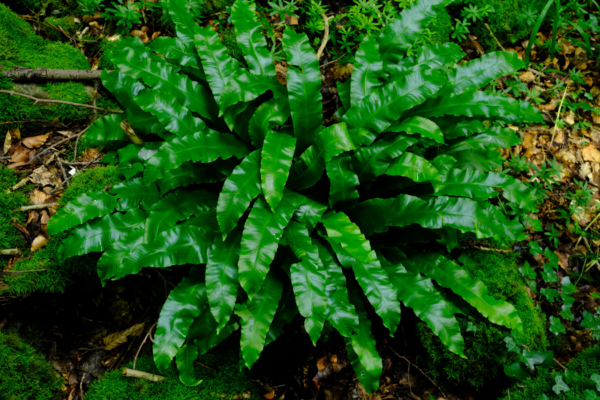 Asplenium scolopendrium – Image 2