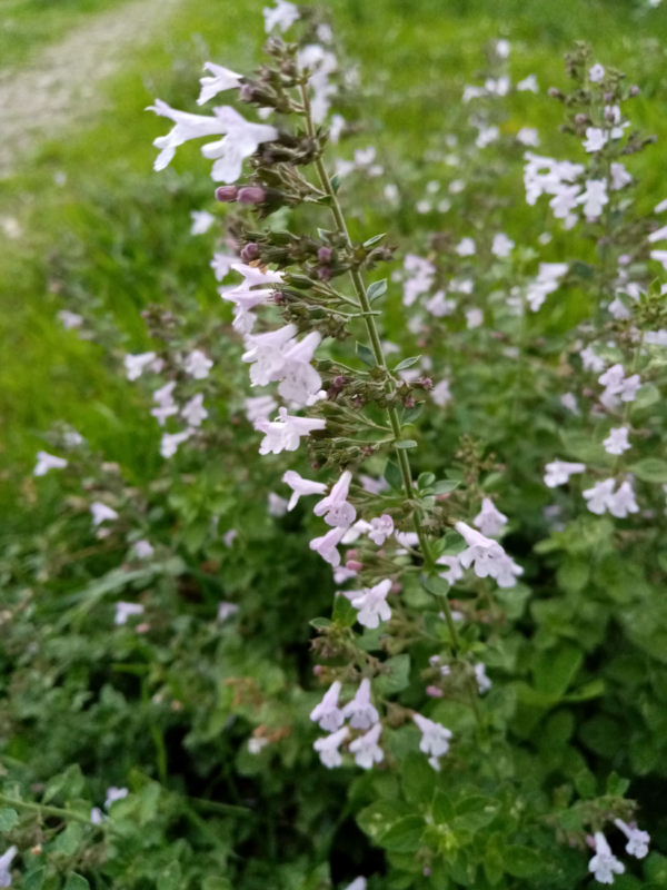 Calamintha nepeta