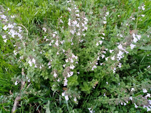 Calamintha nepeta – Image 2