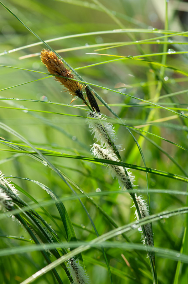 Carex pendula – Image 4