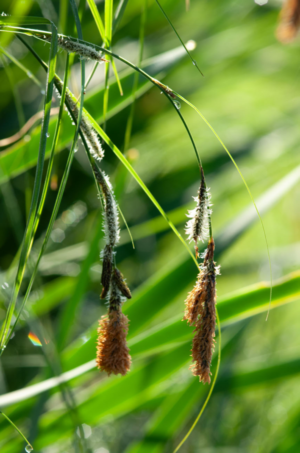 Carex pendula – Image 3