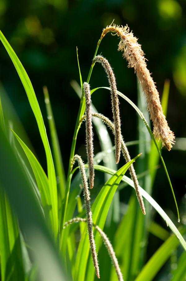 Carex pendula