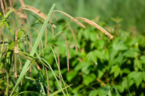 Carex pendula – Image 2