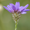Catananche caerulea – Image 2