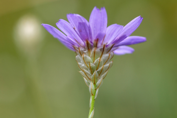 Catananche caerulea – Image 2