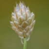 Catananche caerulea – Image 3