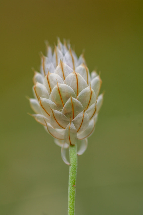 Catananche caerulea – Image 3