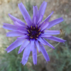Catananche caerulea