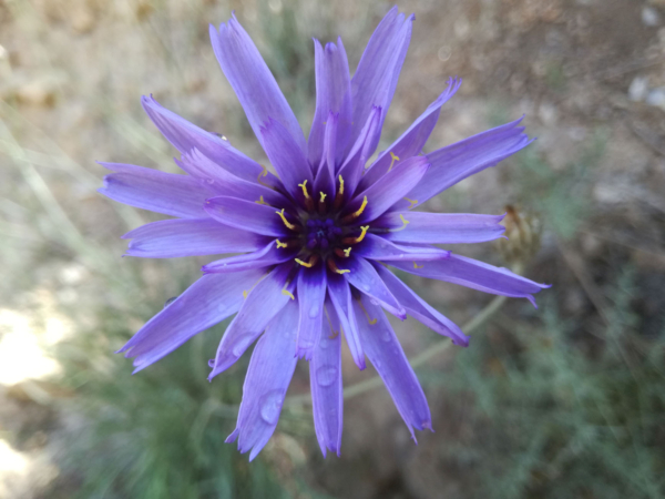 Catananche caerulea