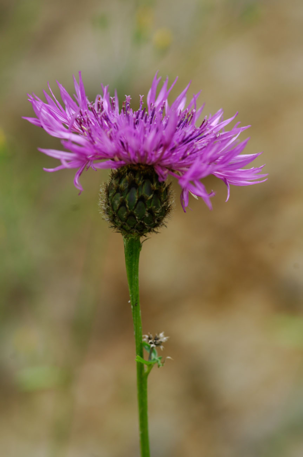 Centaurea scabiosa – Image 2