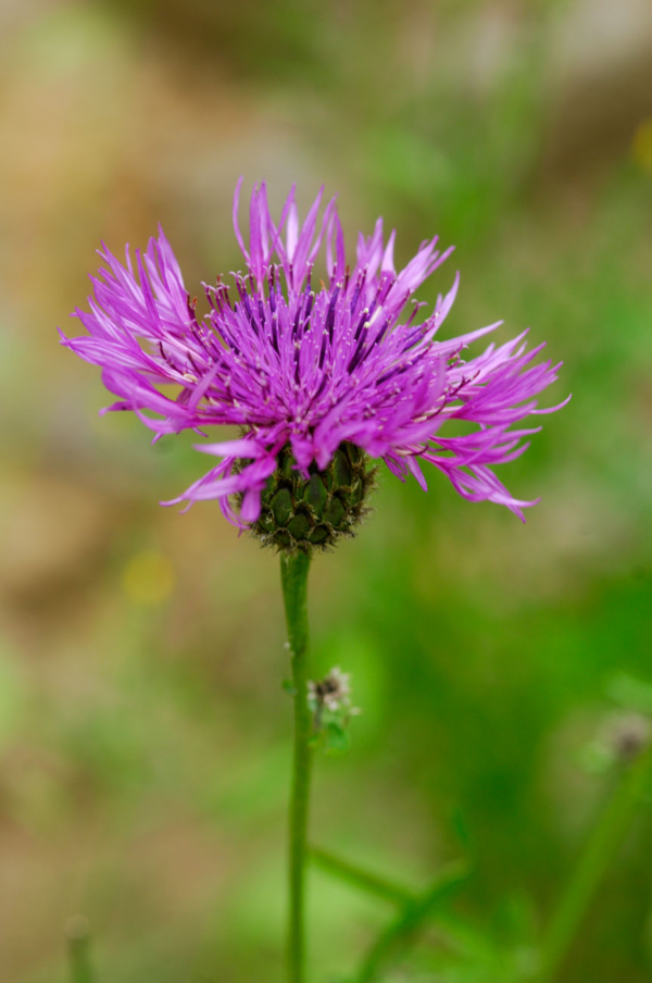 Centaurea scabiosa – Image 3