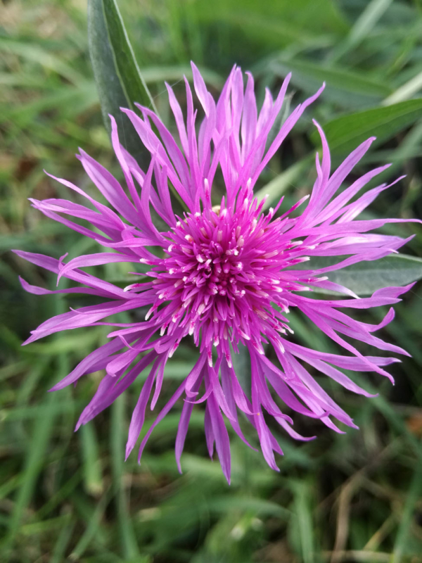 Centaurea scabiosa