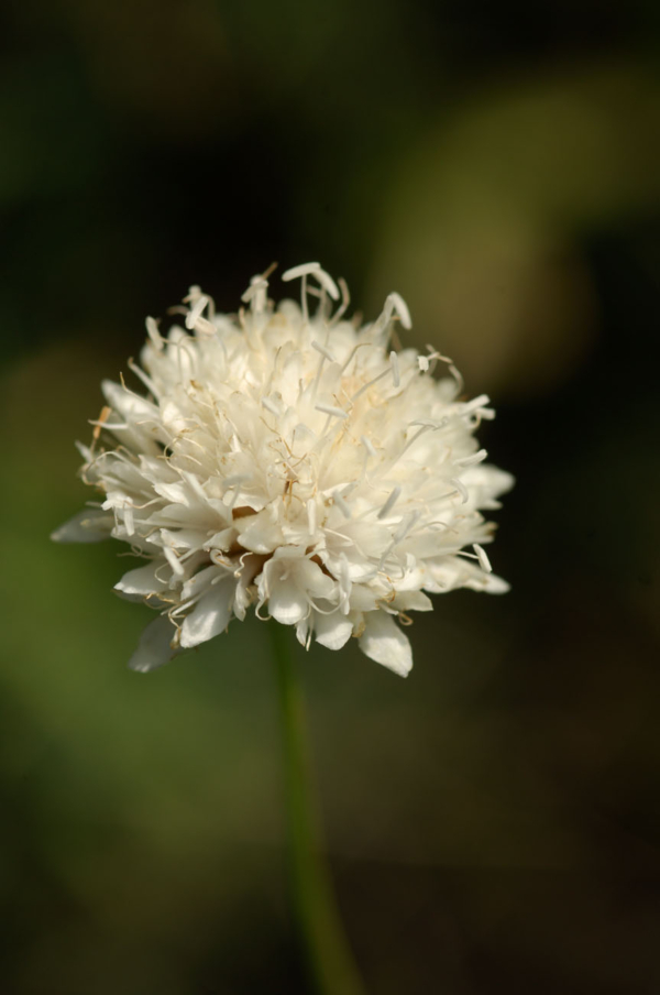 Cephalaria leucantha