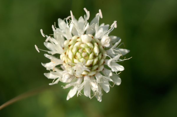 Cephalaria leucantha – Image 2