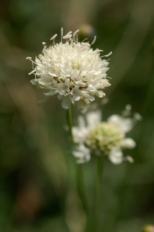 Cephalaria leucantha – Image 3