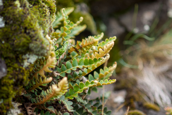 Asplenium ceterach – Image 2