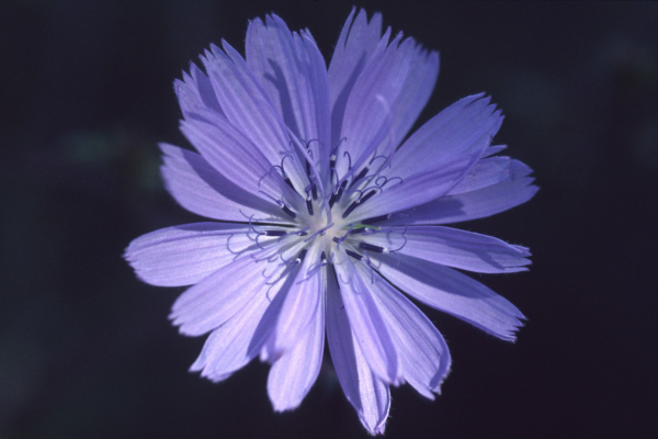 Cichorium intybus