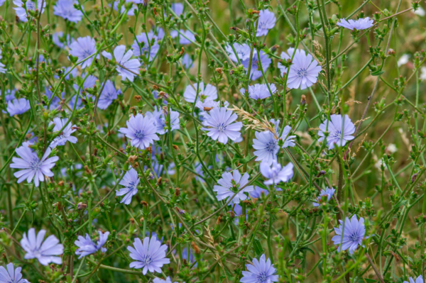 Cichorium intybus – Image 3