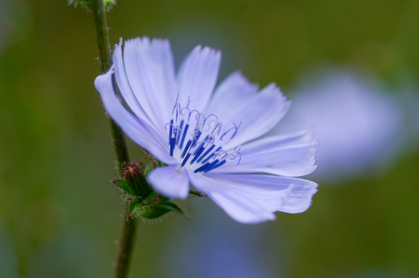 Cichorium intybus – Image 2