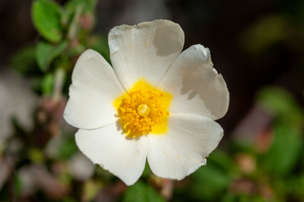 Cistus salviifolius