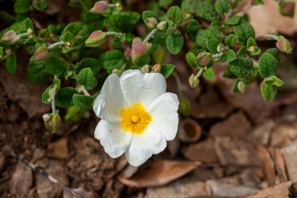 Cistus salviifolius – Image 2