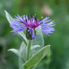 Cyanus montanus – Image 2